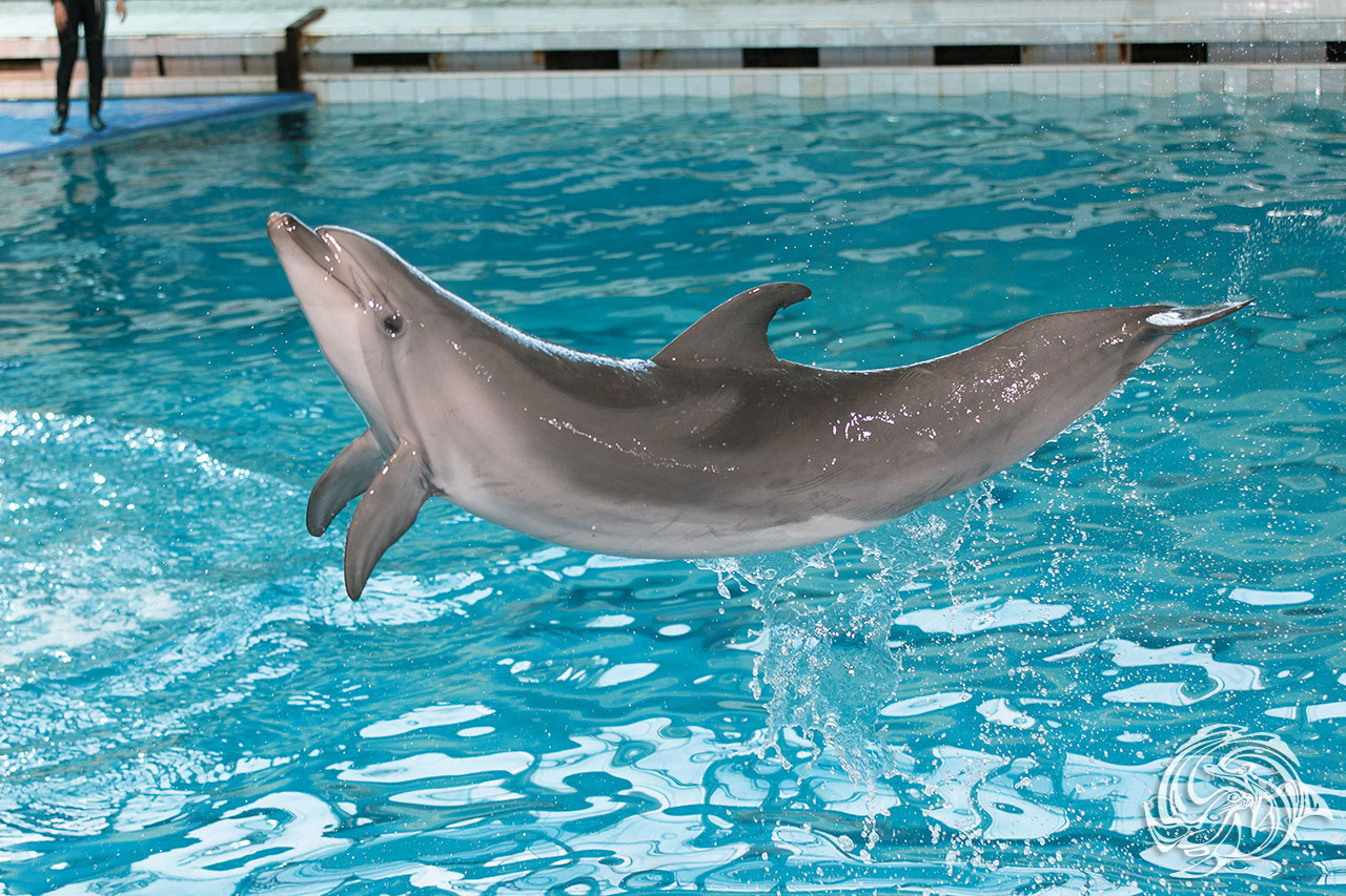 Дельфинарий в Санкт-Петербурге