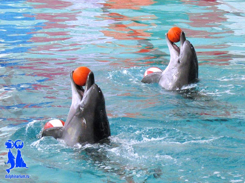 Дельфинарий в Санкт-Петербурге